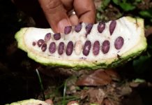 CACAO «ORO CHOCOLATE»