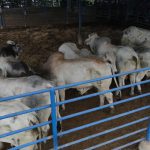 gobiernito ganado (3)