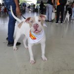 ferias de mascota y vacunas (5)