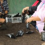 la verde plantacion (1)