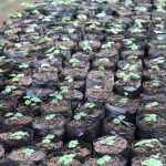 la verde plantacion (2)