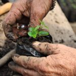 la verde plantacion (3)
