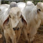 nito y el gobiernito (7)