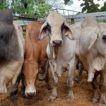 nito y el gobiernito (8)