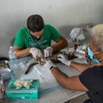 fundacion patitas (4)