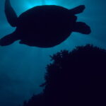 Iniciativas de Samsung (3)