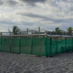 Chiricanos buscan preservar más de mil huevos de tortuga (2)