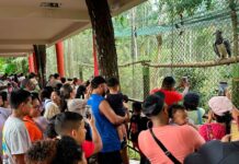 Más de 4 mil panameños celebraron los 16 años de “Panamá”, el Águila Harpía del Jardín Botánico Summit.