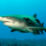 Lemonshark_(2)