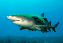 Científicos confirman por primera vez la presencia del tiburón limón en Coiba, revelando una nueva zona de crianza en el Pacífico